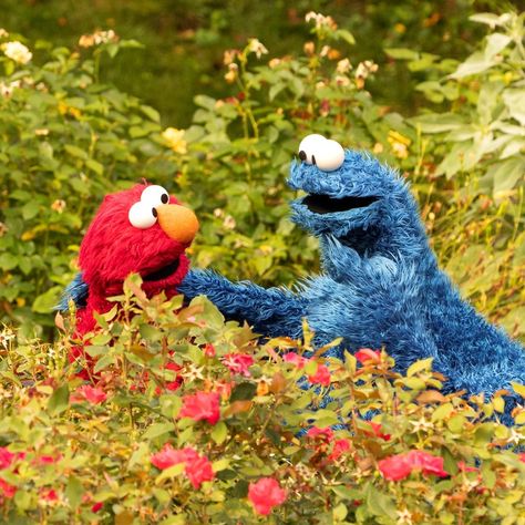 Cookie Monster Gif, Cookie Monster Wallpaper, Elmo Wallpaper, Seaseme Street, Elmo And Friends, Elmo And Cookie Monster, Sesame Street Muppets, Silly Puppets, Fraggle Rock