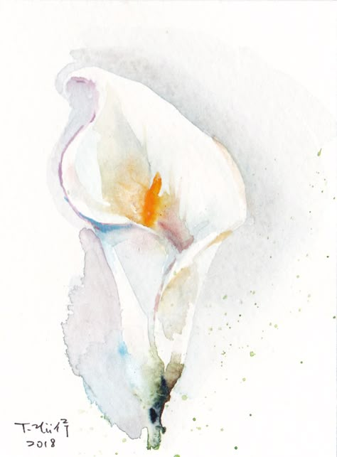 Calla Lilly, Water color on paper Calla Lily Watercolor, Cala Lillies, Arum Lily, Water Colours, Diy Watercolor Painting, Loose Watercolor, Watercolor Ideas, Watercolor Flower Art, Calla Lilies