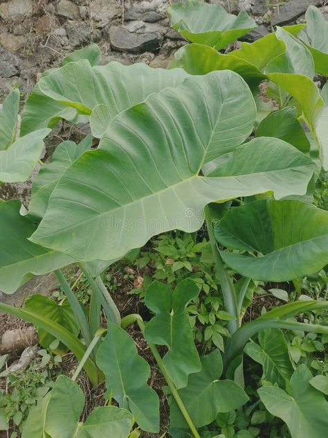 Taro leaves are very large to protect the plants beneath them stock photography Taro Leaves, Stock Photography, Photo Image, Vector Free, Stock Photos, Plants, Photography, Quick Saves