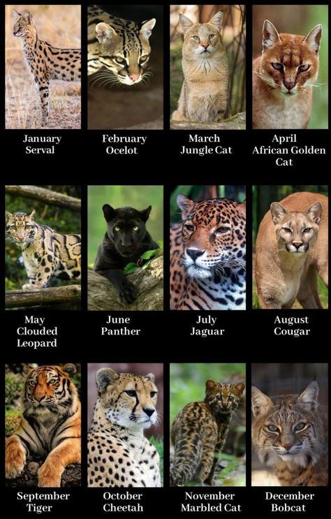 What type of Wild Cat you are based on your birth month What Animal Are You Based On Your Birth Month, Your Birth Month Your Animal, Your Birth Month Your Spirit Animal, Stuff Based On Your Birth Month, Birth Month Animals, Types Of Big Cats, Cats Species, Species Of Cats, Type Of Cats