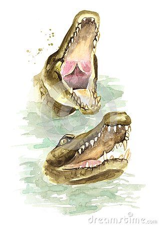 Alligator Drawing, Crocodile Drawing, Alligator Head Drawing, Crocodile Open Mouth Drawing, Alligator Sketch, Crocodile Painting, Alligator Painting Easy, Alligator Mouth Open Drawing, Alligator Sketches Drawings