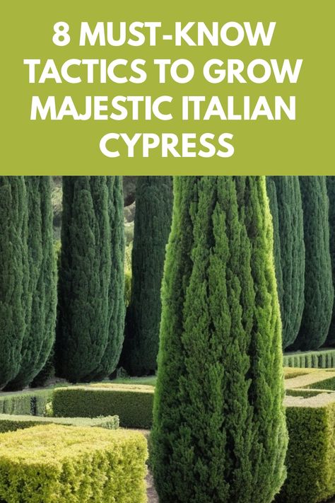 Discover the secrets of growing Italian Cypress with our comprehensive guide. Learn how to care for these elegant trees to create a stunning focal point in your garden. From planting tips to pruning techniques, we've got you covered. Elevate your landscaping with the beauty of Italian Cypress and enhance the ambiance of your outdoor space. Whether you're a seasoned gardener or just starting out, our expert advice will help you nurture these graceful trees effectively. Italian Cypress Landscaping, Cypress Trees Landscape, Fig Tree Garden, Italian Landscaping, Cyprus Trees, Italian Cypress Trees, Pond House, Italian Cypress, Cypress Gardens