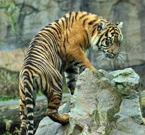 Big Cat Reference, Tigers Reference, Tiger Reference, Tiger Photography, Sumatran Tiger, Tiger Pictures, Cat Reference, Animal Study, Tiger Art