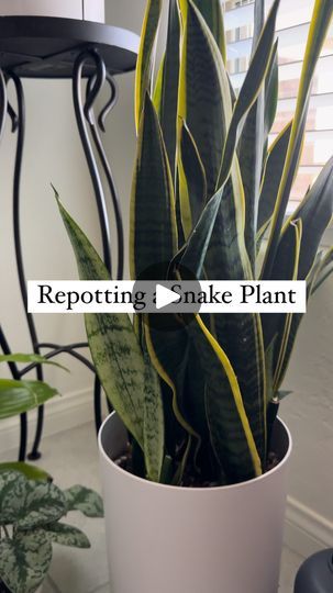 2.9K views · 1K reactions | Two months ago, we repotted this Snake Plant into a Drain Drawer Pot. The Snake Plant had basically no growth for a year while in its earlier clay container, and the drip tray for the original container kept overflowing during waterings. After repotting—and to no surprise—we already have new pups sprouting just a month after repotting into a Drain Drawer Pot! 🪴
 
Materials Used:
✔️ Drain Drawer Pot, white
✔️ 1 @solsoils Chunky Mix
 
This video holds a special place in our hearts because it’s the last repotting video we had with our own pup, Stella. She’s missed so much. Give your fur and plant babies extra love today! 🤍

#Plants #Repotting #IndoorPlants #SmallBusiness #PlantParent #PlantLover | Drain Drawer Pots Inc. | draindrawerpots · Original audio Snake Plant Propagation, Snake Plants, Plant Propagation, Yard Project, Propagating Plants, Drip Tray, The Snake, Snake Plant, Plant Lover