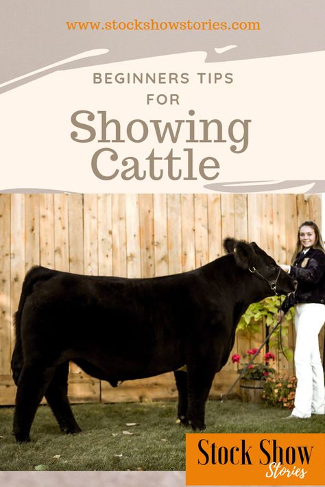 Get expert tips to guide you as you start showing cattle.  Showing Cattle | FFA Beef | 4-H Beef program | Getting Started Showing Cattle 4h Beef Show Steers, Showing Beef Cattle, Steer Names Show, Show Steer Tips, Show Barn Ideas Cattle, Show Cattle Barn Layout, Beef Showmanship, Steer Showing, 4h Livestock