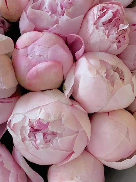 Pink Peonies Aesthetic, Peonies Aesthetic, Peony Root, Instagram Wall, Parrot Tulips, Phalaenopsis Orchid, Hustle Hard, English Roses, All Things Cute