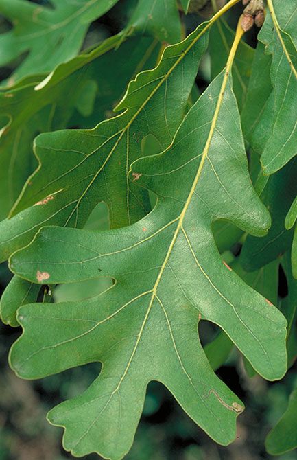 Broccoli Orzo, Quercus Alba, White Oak Leaf, White Oak Tree, Botanical Collection, Oak Leaves, Oak Leaf, Oak Tree, Orzo