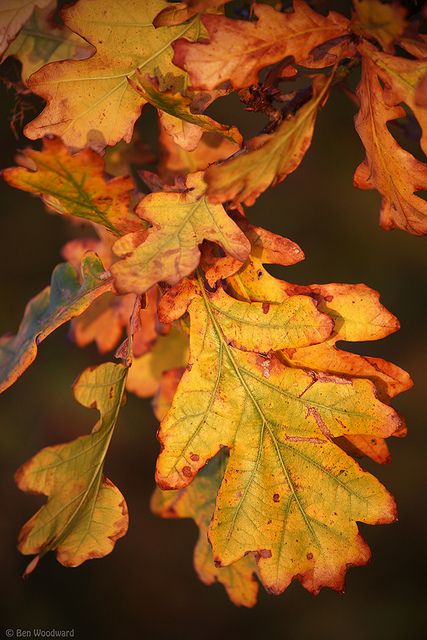 Autumn Oak Leaves by benwmbc, via Flickr Brown Leaves, Airbrush Art, Beautiful Autumn, Oak Leaves, Autumn Beauty, Seasons Of The Year, Fall Pictures, Favorite Season, Tree Leaves