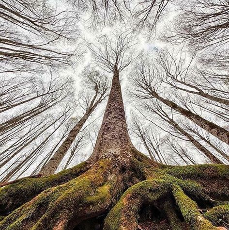 Worms Eye View, 숲 사진, Amazing Trees, Beautiful Trees, Unique Trees, Forest Floor, Tree Forest, Beautiful Tree, Tree Art