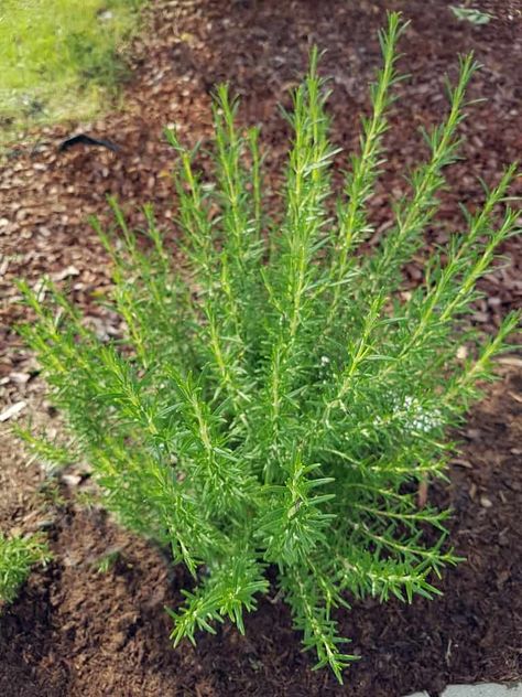 How To Grow A Rosemary Hedge (& 10 Reasons Why You Should) Rosemary Shrub, Rosemary Hedge, Propagate Rosemary, Lavender Hedge, Growing Rosemary, Garden Companion Planting, Berry Garden, Tattoo Plant, Rosemary Plant