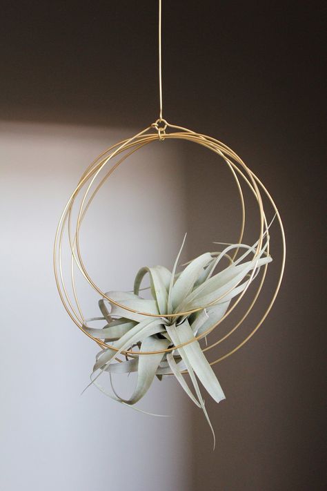 Hanger House, Large Air Plants, Covered Backyard, Hanging Plants Diy, Indoor Plant Hangers, Air Plant Display, Tillandsia Air Plant, Hanging Plants Indoor, Deco Nature