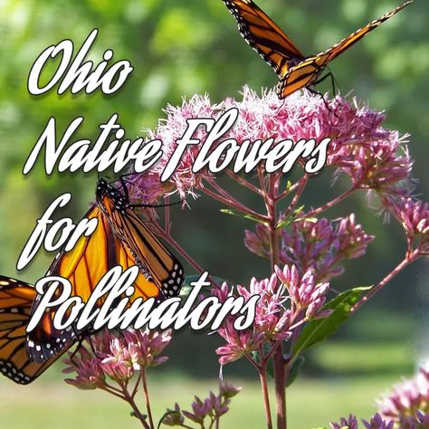 Five Great Native Flowers for Pollinator Gardens in Northeast Ohio - Dengarden Ohio Perrenial Flowers, Flowers Native To Ohio, Ohio Native Flower Garden, Northeast Ohio Gardening, Native Ohio Flowers, Ohio Native Flowers, Ohio Native Landscaping, Ohio Native Plants Perennials, Pollinator Yard