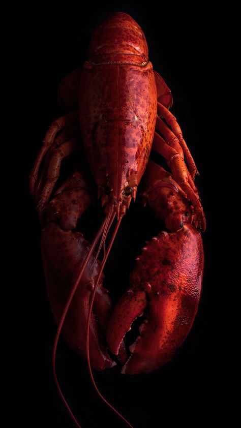 Red Lobster Aesthetic, Lobster Aesthetic, Red Lobster, Photoshoot Idea, Original Characters, Crab, Photography Inspiration, Fish, Mask