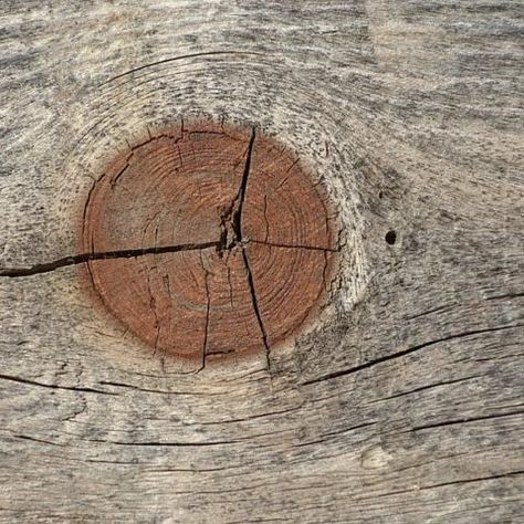 Drying Wood Slices, How To Dry Wood Slices, How To Dry Wood, Wood Slice Projects, Large Wood Slices, Wood Cookie, Beginner Wood Burning, Epoxy Wood Table, Wood Cookies