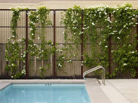 Water Sculpture, Green Fence, Garden Vines, Wooden Pergola, Covered Pergola, Patio Roof, Pergola Kits, Diy Pergola, Outdoor Inspirations