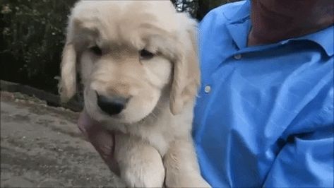 dog puppy golden pup golden retriever parker cute puppy parkerpup gill golden retriever puppy baby gill gill gill sweet puppy New GIF on Giphy #Dog #Pet #PetRescue Puppies Gif, Puppy Baby, Golden Puppy, Golden Retriever Puppy, Retriever Puppy, Baby Puppies, Dogs Golden Retriever, Cute Puppy, Retriever Dog