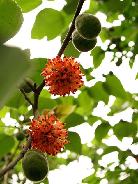 close to Melrose! Mulberry Trees, Paper Mulberry, Matthew 17, Kraft Paper Wrapping, Mulberry Tree, Pacific Islands, Tree Care, Make Paper, Container Size