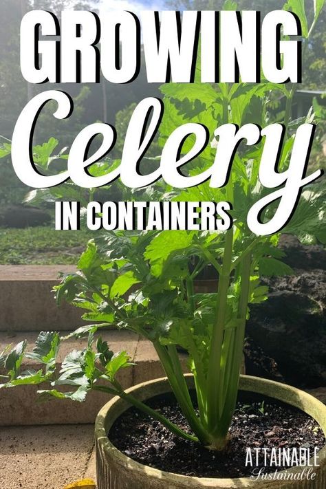 Grow Celery, Celery Leaves, Vertical Container Gardening, Growing Celery, Crunchy Snacks, Homemade Soups, Garden Plans, Garden Types, Healthy Garden