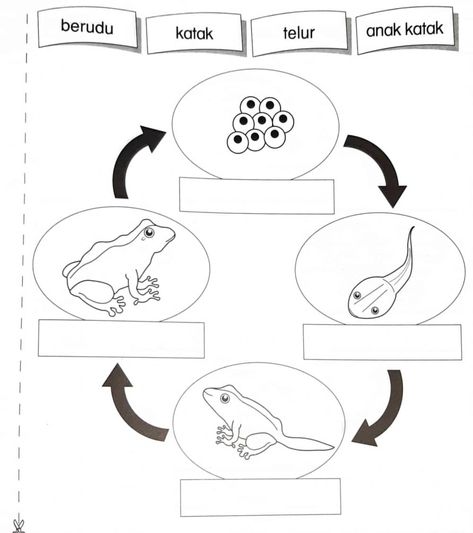 Sains haiwan online worksheet for prasekolah. You can do the exercises online or download the worksheet as pdf. Worksheet Sains Prasekolah, Lembaran Kerja Sains Prasekolah, Sains Prasekolah, Pelajaran Tk, Backgrounds Tumblr Pastel, School Exercise, School Kids Activities, Kindergarten Reading Activities, Preschool Colors