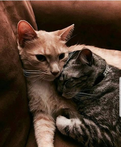 https://www.facebook.com/catstage2016/photos/a.970303312988831/2166565903362560/?type=3&theater Cute Cat Couple, Romantic Animals, Couple Cuddling, Sweet Hug, Cat Couple, Images And Words, Anime Cat, Kawaii Cat, Baby Cats