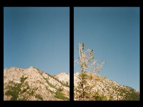 photo of a tree at lake tahoe taken on a half frame film camera Kodak Gold 200 35mm Film Photos, Kodak H35 Pictures, Half Frame Film Photography, Half Frame Photography, Kodak Ektar H35 Photos, Kodak Gold Film, Half Frame Film, Kodak Gold 200 Film, Kodak Ektar H35