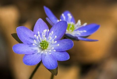 Woodland perennial: sharp-lobed hepatica (Hepatica/Anemone acutiloba). One of our harbingers of spring in the woodlands, flowers can be white, pink or Grassless Yard, Deep Valley, Minnesota Garden, Pollinator Garden Design, Native Plant Landscape, Florida Native Plants, Minnesota Landscaping, California Wildflowers, Florida Landscaping