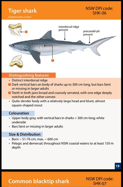 Tiger Shark Facts, Shark Reference, Ocean Journal, Water Journal, Tiger Sharks, Leopard Shark, Shark Facts, Biology Facts, Mha Oc