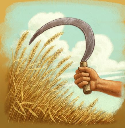 An illustration of a hand holding a sickle, prepared to harvest wheat. International Year Of Millets Drawing, Wheat Drawing, Harvesting Wheat, Harvest Art, Falcon Art, Wheat Harvest, Church Backgrounds, Spiritual Images, Protest Art