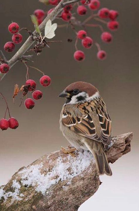 Beautiful Tree Sparrow, Bird Sitting, Kinds Of Birds, Airbrush Art, Nature Birds, Backyard Birds, All Birds, Bird Pictures, Pretty Birds