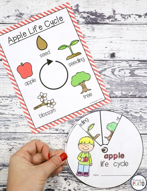 These apple STEM challenges are a must-try! Grab a bag of apples and dive into science, measurement, buoyancy, life cycles, 2D shapes and numbers. The set is perfect to use in STEM centers, math stations or as early finisher tasks. The apple activities are easy to differentiate, making them perfect for kindergarten and first grade. #appleactivities #applestem #backtoschoolstem Virtual Classroom Ideas, Preschool Apples, Back To School For Teachers, First Grade Centers, Stem Boxes, Apple Kindergarten, Apple Week, Stem Centers, Apple Life Cycle