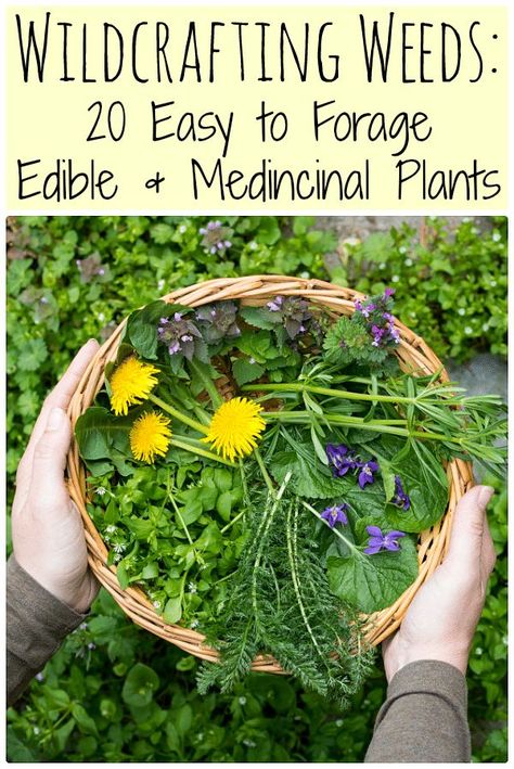 Learn how to identify and use common wild edible weeds that might be growing in your backyard with this eBook: Wildcrafting Weeds: 20 Easy to Forage Edible and Medicinal Weeds. #wildcrafting #weeds Medicinal Weeds, Edible Weeds, Wild Foraging, Wild Food Foraging, Edible Wild Plants, Magia Das Ervas, Healing Plants, Garden Types, Herbal Magic