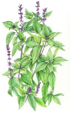 Basil Drawing, Herb Pictures, Edible Forest, Nature Medicine, Botanical Images, Tulsi Plant, Fire Cider, Basil Plant, Anabolic Steroids