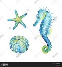 Seahorse, Starfish Image & Photo (Free Trial) | Bigstock Sea Horses Illustration, Craft Label, Clear Vinyl Stickers, Antique Home, Hand Drawn Vector Illustrations, Sea Horse, Blue Fish, Watercolor Images, Images Vintage