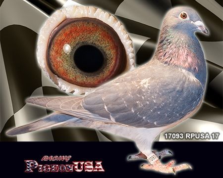 Pigeons For Sale, Western Crowned Pigeon, Pigeon As Pets, Passenger Pigeon Extinct, Pigeon Books, Racing Pigeons For Sale, Birds For Sale, Pigeon Bird, Racing Pigeons