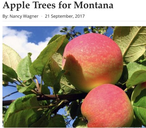 Montana Gardening, Montana Landscaping, Montana Backyard, Drought Resistant Trees, Mcintosh Apples, Drought Tolerant Landscape, Apple Varieties, Homestead Gardens, Plant Parent