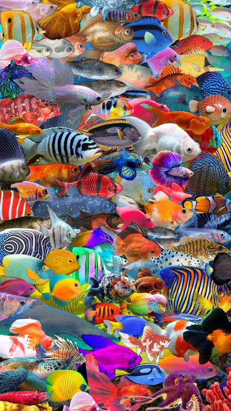 Fish Infographic, Wallpaper Collage Aesthetic, Forever Wallpaper, Fish Background, Wallpaper Vibes, Blue Butterfly Wallpaper, Water Background, Wallpaper Collage, Fish Wallpaper