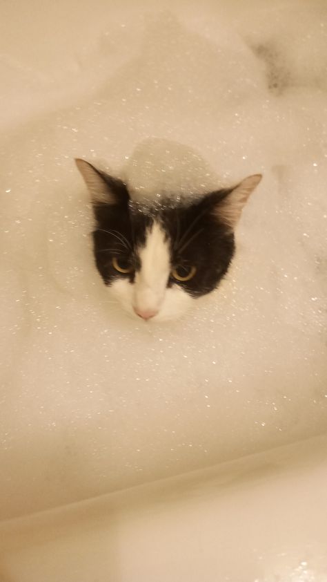 Cat In Bath, Bath Aesthetic, Cat Bath, Painting Inspo, Fluffy Cat, Silly Cats, Cute Cats, Dog Cat, Bubbles