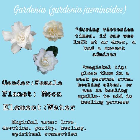 Gardenia Meaning, Moon Spells, Hit Girls, Secret Admirer, Flower Diy, Flower Diy Crafts, Healing Process, Gender Female, Meant To Be