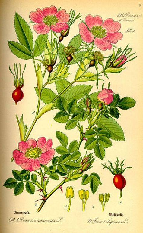 Hur Man Ritar Blommor, Botanical Drawing, Rose Hips, Illustration Botanique, Colorful Roses, Vintage Botanical Prints, Rose Essential Oil, Rose Oil, Botanical Illustrations