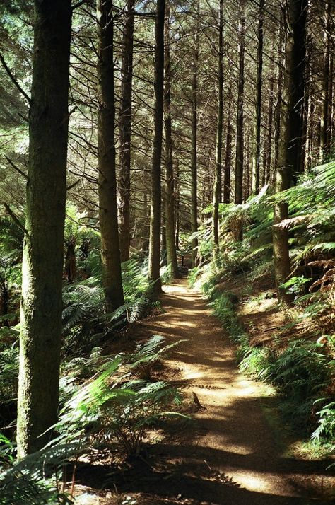 Hiking In Forest, New Zealand Bush, Trails In The Woods, Walking Through Forest, Walking In A Forest, New Zealand Forest, Walking In Forest, Bush Walk, Path In The Woods