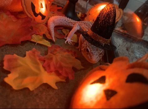 This is my newest lizard who i named Mack. He is a Radar Super Mack Snow and I bought him at a reptile expo. This picture of him is a photoshoot I do every Halloween :) I put a little hat on him and decorate a miniature scene for him! Reptile Expo, Little Hat, Halloween Photoshoot, Pumpkin Carving, Reptiles, Miniatures, Halloween, Quick Saves, Art