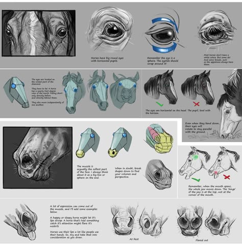 Horse Drawing Tutorial, Bri On Twitter, Horse Art Drawing, Horse Anatomy, Horse Inspiration, Horse Illustration, Animal Study, Custom Horse, Horse Drawing