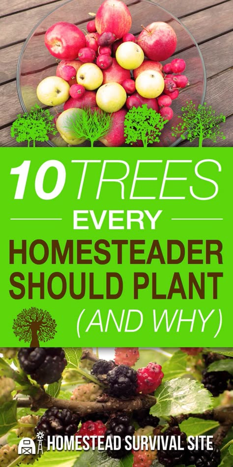 Self Sufficient Living, Growing Fruit Trees, Homesteading Diy, Homesteading Ideas, Homestead Gardens, Homestead Ideas, Homesteading Skills, Urban Homesteading, Aquaponics System