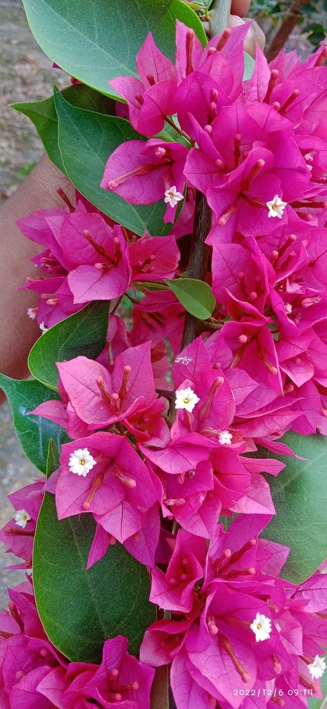 Bougainvillea glabra Bougainvillea Glabra Plants, Bogenvilla Plant, Bougainvillea Colors, Bougainvillea Plant, Plants Wishlist, Bougainvillea Flower, Pollinator Garden, Live Beautifully, Flowering Shrubs