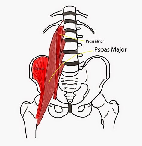 Psychology of the Psoas When studying Anatomy and Physiology in the late 90s, I was taught that the Psoas muscle was merely a deep hip flexor and at most was a little bit special as the only muscle that passed from the back of the body to the front. I remember being intrigued and wondering if this muscle could have something to do with the niggling pain in my lower back and groin that flared up when under stress. Psoas Iliaque, Studying Anatomy, Nervus Vagus, Healing Workshop, Psoas Release, Tight Hip Flexors, Psoas Muscle, Sciatic Nerve Pain, Simple Exercises