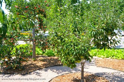 Apple, peach and pear trees in a circular cross home orchard design; mulch covers drip-line irrigation, with gravel paths in between. Fruit Garden Design, Orchard Ideas, Home Orchard, Fruit Trees Backyard, Timetable Ideas, Orchard Design, Study Timetable, Orchard Garden, Backyard Beekeeping