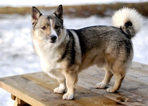 Husky Corgi Mix Corgi Husky Mix, Corgi Poodle, Husky Corgi, Dog Profile, Designer Dogs Breeds, Expensive Dogs, Corgi Mix, Dog Mixes, Husky Mix