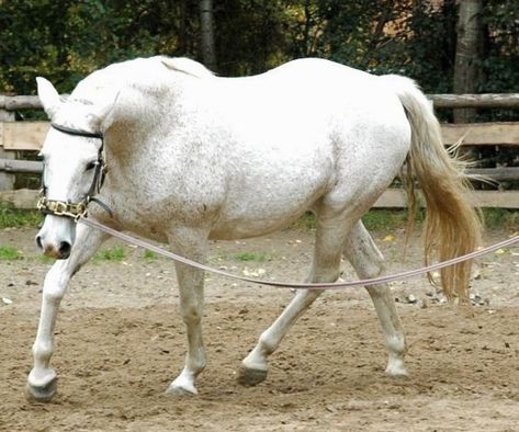 Horse Lunging, Horse Driving, Horse Exercises, Equestrian Aesthetic, Mini Horse, Training Gear, Horse Training, Back Muscles, The Horse