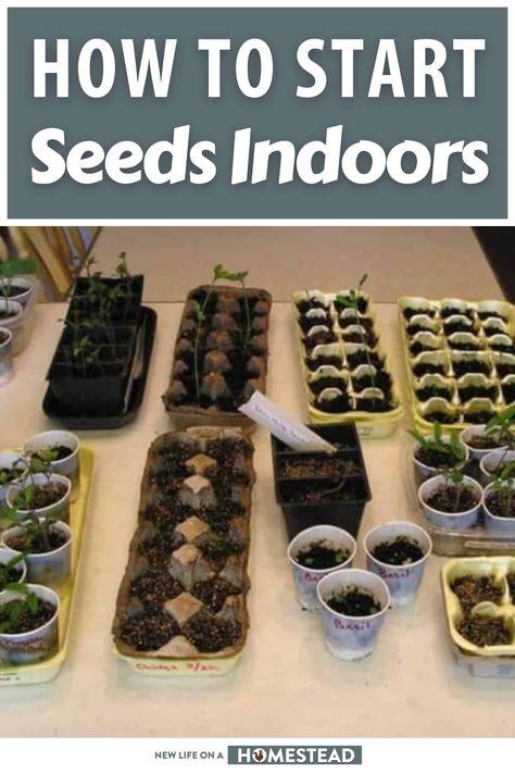 How To Start Seeds Inside, Indoor Seed Planting, Start Garden Indoors, Starting Veggies From Seeds, Planting A Garden From Seeds, How To Start Tomato Seeds Indoors, Seeds Indoors Starting, How To Start Garden Seeds Indoors, Growing Herbs From Seeds Indoors