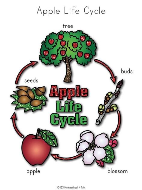 🍎 FREE Apple Life Cycle Printable Worksheets Apple Tree Life Cycle, Life Cycle Worksheet, Tree Life Cycle, 123 Homeschool 4 Me, Apple Life Cycle, Tree Buds, Apple Records, Life Cycles Activities, Dot Letters